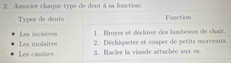 Associer chaque type de dent à sa fonction: