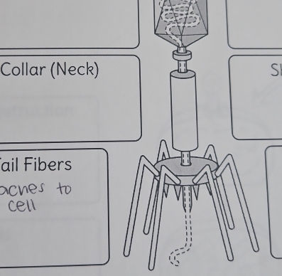 Collar (Neck) S 
ail Fibers