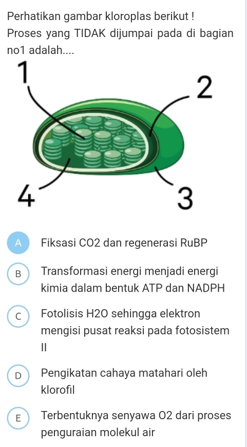 Perhatikan gambar kloroplas berikut !
Proses yang TIDAK dijumpai pada di bagian
no1 adalah....
A Fiksasi CO2 dan regenerasi RuBP
B Transformasi energi menjadi energi
kimia dalam bentuk ATP dan NADPH
C Fotolisis H20 sehingga elektron
mengisi pusat reaksi pada fotosistem
Ⅱ
D Pengikatan cahaya matahari oleh
klorofil
E Terbentuknya senyawa 02 dari proses
penguraian molekul air