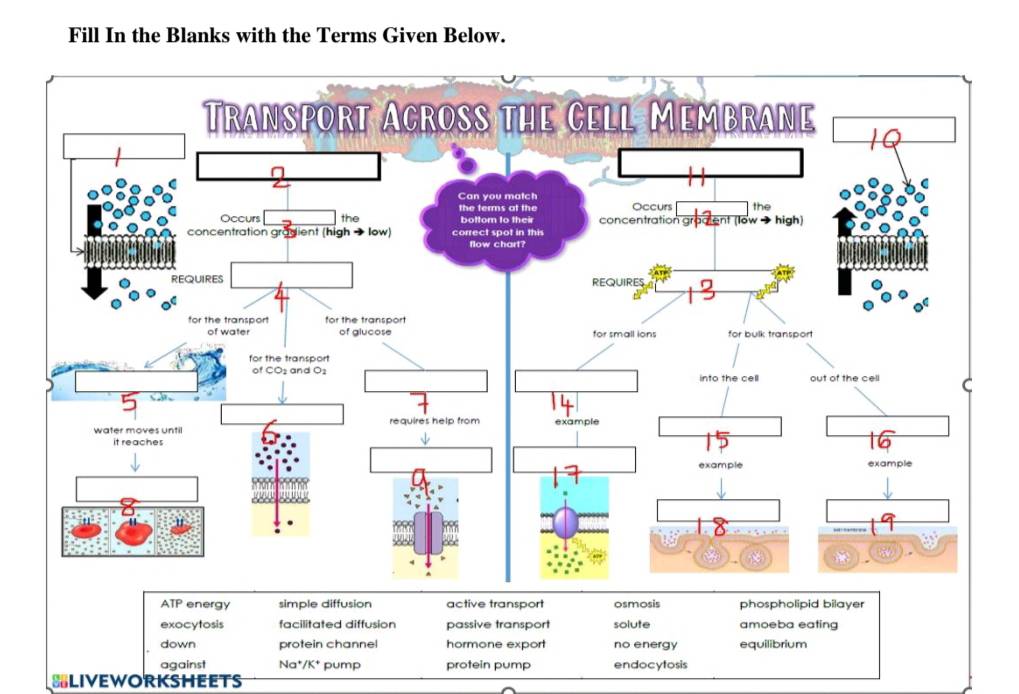 Fill In the Blanks with the Terms Given Below.
ATP energy simple diffusion active transport osmosis phospholipid bilayer
exocytosis facilitated diffusion passive transport solute amoeba eating
down protein channel hormone export no energy equilibrium
against Na*/K * pump protein pump endocytosis
SLIVEWORKSHEETS