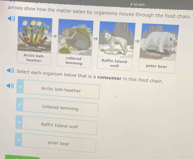 ♀ ixl.com
arrows show how the matter eaten by organisms moves through the food chain.
below that is a consumer in this food chain.
D) Arctic bell-heather
collared lemming
√ Baffin Island wolf
polar bear