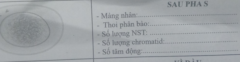 SAU PHA S 

- Màng nhân:_ 
- Thoi phân bào:_ 
- Số lượng NST:_ 
- Số lượng chromatid:_ 
- Số tâm động:_