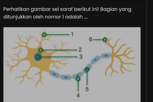 Perhatikan gambar sel saraf berikut ini! Bagian yang 
ditunjukkan oleh nomor 1 adalah ....