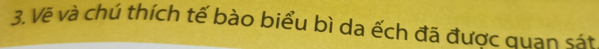 Vẽ và chú thích tế bào biểu bì da ếch đã được quan sát