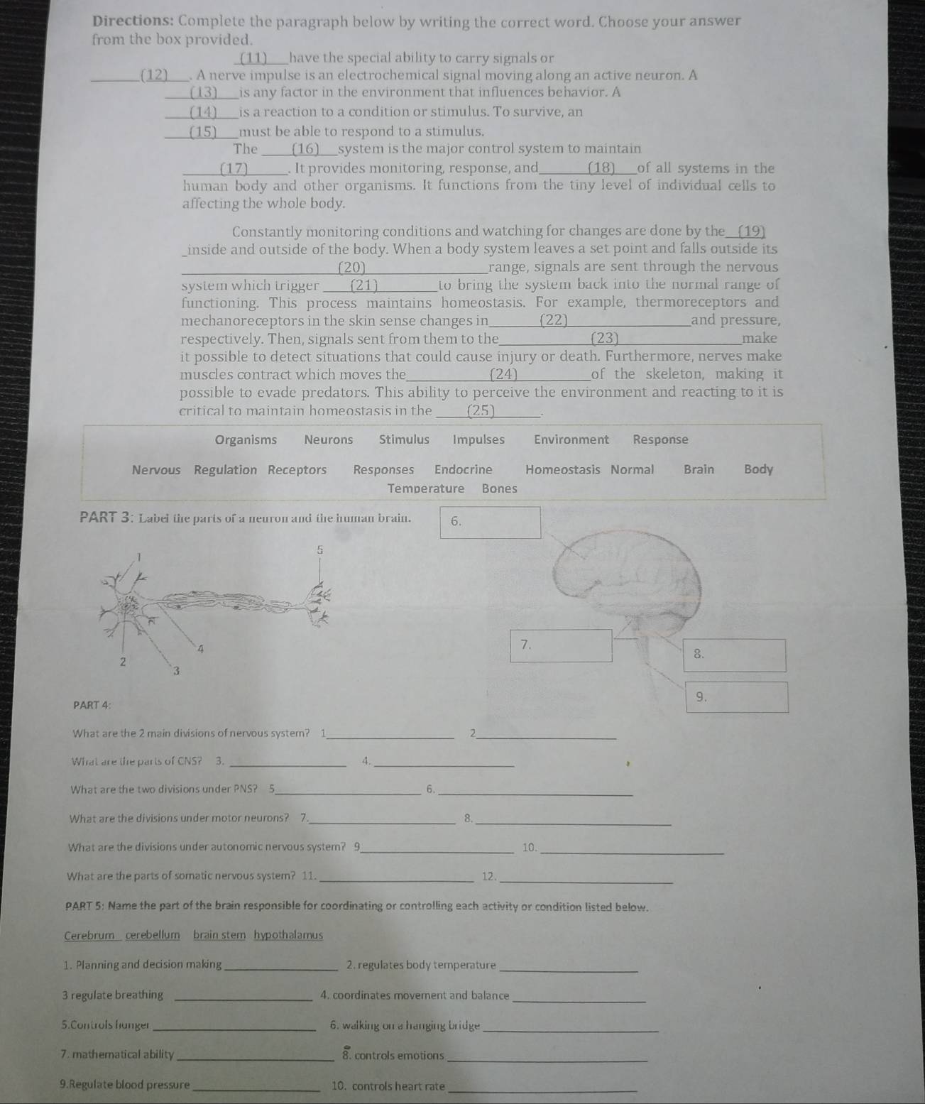 Directions: Complete the paragraph below by writing the correct word. Choose your answer
from the box provided.
_(11)___ have the special ability to carry signals or
(12)___. A nerve impulse is an electrochemical signal moving along an active neuron. A
___(13)___is any factor in the environment that influences behavior. A
__(14)____ is a reaction to a condition or stimulus. To survive, an
____ (15)___must be able to respond to a stimulus.
The ____(16)__system is the major control system to maintain.
_____(17)______. It provides monitoring, response, and______(18)___of all systems in the
human body and other organisms. It functions from the tiny level of individual cells to
affecting the whole body.
Constantly monitoring conditions and watching for changes are done by the__(19)
inside and outside of the body. When a body system leaves a set point and falls outside its
(20) _____range, signals are sent through the nervous
system which trigger__(21) _______to bring the system back into the normal range of
functioning. This process maintains homeostasis. For example, thermoreceptors and
mechanoreceptors in the skin sense changes in__(22) and pressure,
respectively. Then, signals sent from them to the          (23) _make
it possible to detect situations that could cause injury or death. Furthermore, nerves make
muscles contract which moves the__________(24)__________of the skeleton, making it
possible to evade predators. This ability to perceive the environment and reacting to it is
critical to maintain homeostasis in the ___(25)_____.
Organisms Neurons Stimulus Impulses Environment Response
Nervous Regulation Receptors Responses Endocrine Homeostasis Normal  Brain Body
Temperature Bones
PART 3: Label the parts of a neuron and the human brain. 6.
7.
8.
PART 4:
9.
What are the 2 main divisions of nervous system? 1 _2_
What are the parts of CNS? 3. _4._
What are the two divisions under PNS? 5_ 6._
What are the divisions under motor neurons? 7 _8._
_
What are the divisions under autonomic nervous system? 9 _10.
What are the parts of somatic nervous system? 11. _12._
PART 5: Name the part of the brain responsible for coordinating or controlling each activity or condition listed below.
Cerebrum cerebellum brain stem hypothalamus
1. Planning and decision making _2. regulates body temperature_
3 regulate breathing _4. coordinates movement and balance_
5.Controls hanger _6. walking on a hanging bridge_
7. mathematical ability _8. controls emotions_
9.Regulate blood pressure _10. controls heart rate_