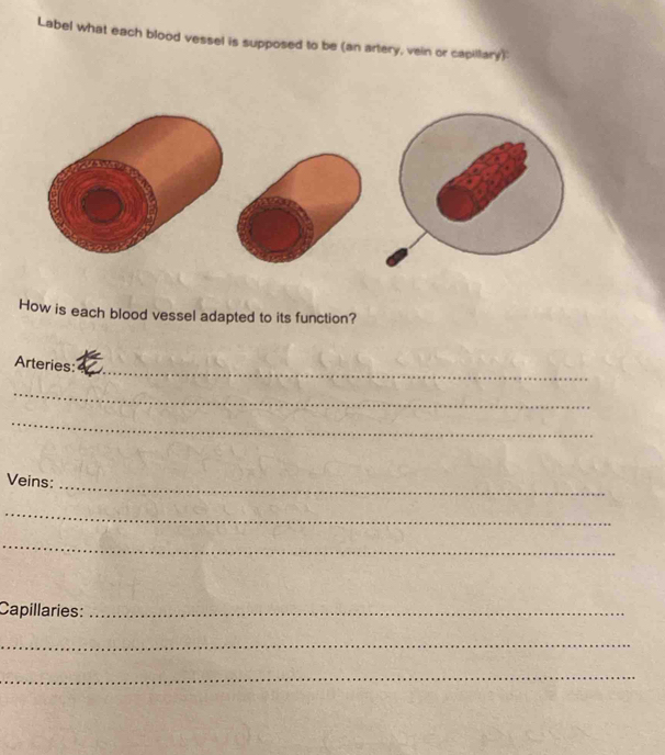 Label what each blood vessel is supposed to be (an artery, vein or capiltary) 
How is each blood vessel adapted to its function? 
_ 
Arteries: 
_ 
_ 
Veins: 
_ 
_ 
_ 
Capillaries:_ 
_ 
_