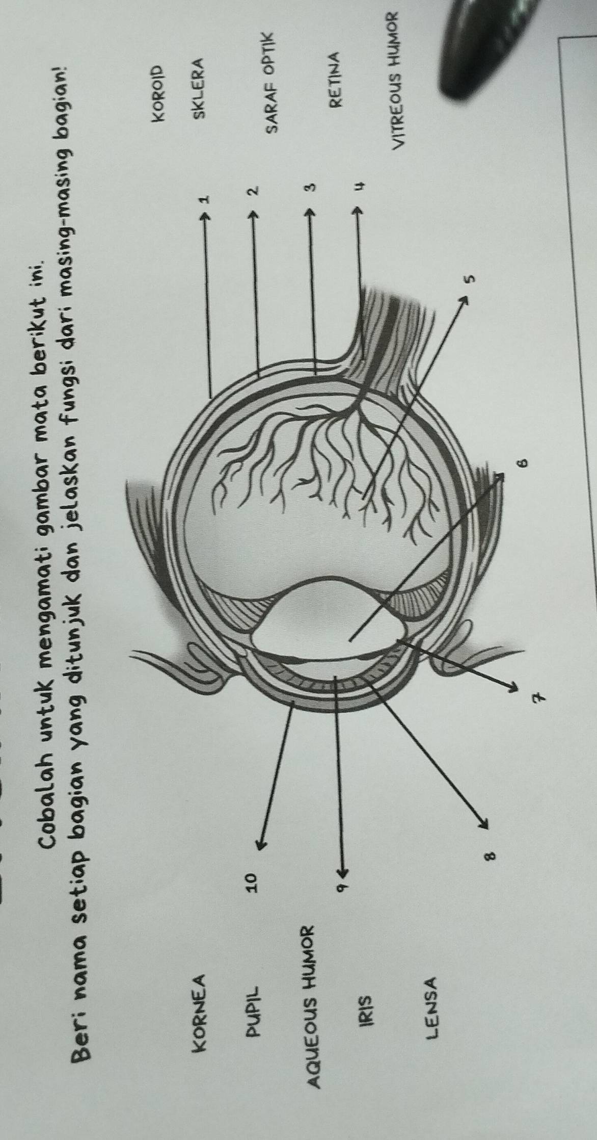 Cobalah untuk mengamati gambar mata berikut ini. 
Beri nama setiap bagian yang ditunjuk dan jelaskan fungsi dari masing-masing bagian! 
KOROID 
KORNEA SKLERA 
pupil 
SARAF OPTIK 
AQUEOUS HUMO 
RETINA 
IrIs 
TREOUS HUMOR 
LENSA