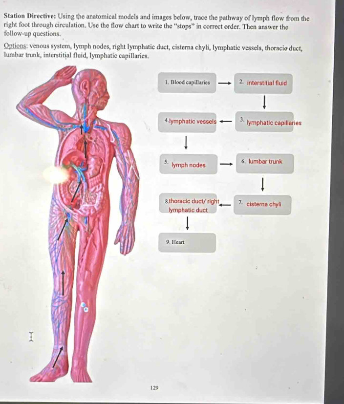 Station Directive: Using the anatomical models and images below, trace the pathway of lymph flow from the
right foot through circulation. Use the flow chart to write the “stops” in correct order. Then answer the
follow-up questions.
Options: venous system, lymph nodes, right lymphatic duct, cisterna chyli, lymphatic vessels, thoracio duct,
lumbar trunk, interstitial fluid, lymphatic capillaries.
1. Blood capillaries 2. interstitial fluid
4.lymphatic vessels 3- lymphatic capillaries
5. lymph nodes
6. lumbar trunk
8.thoracic duct/ right 7 cisterna chyli
lymphatic duct
9. Heart
129