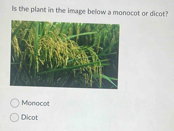 Is the plant in the image below a monocot or dicot?
Monocot
Dicot