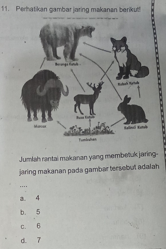 Perhatikan gambar jaring makanan berikut!
Jumlah rantai makanan yang membetuk jaring-
jaring makanan pada gambar tersebut adalah
…._
a. 4
b. 5
c. 6
d. 7