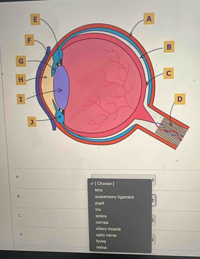 A
[ Choose ]
lens
B suspensory ligament
;
pupil
iris
C sclera
cornea
ciliary muscle
D optic nerve
fovea
retina