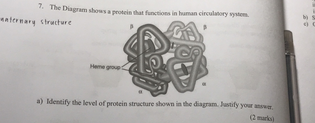 The Diagram shows a protein that functions in human circulatory system. b) S 
c) ( 
a) Identify the level of protein structure shown in the diagram. Justify your answer. 
(2 marks)