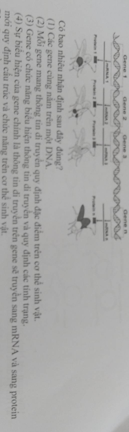 Gene 1 Gene 2 Gene 3 Gene n
∫mRNA1 mfNA 2 mRNAB mRNAD
Protein 1 Protein 2 a Protein 3 BE Protein n
Có bao nhiêu nhận định sau đây đúng?
(1) Các gene cùng nằm trên một DNA.
(2) Mỗi gene mang thông tin di truyền quy định đặc điểm trên cơ thể sinh vật.
(3) Gene có chức năng biểu hiện thông tin di truyền và quy định các tính trạng.
(4) Sự biểu hiện của gene chính là thông tin di truyền trên gene truyền sang mRNA và sang protein se
mới quy định cầu trúc và chức năng trên cơ thể sinh vật.