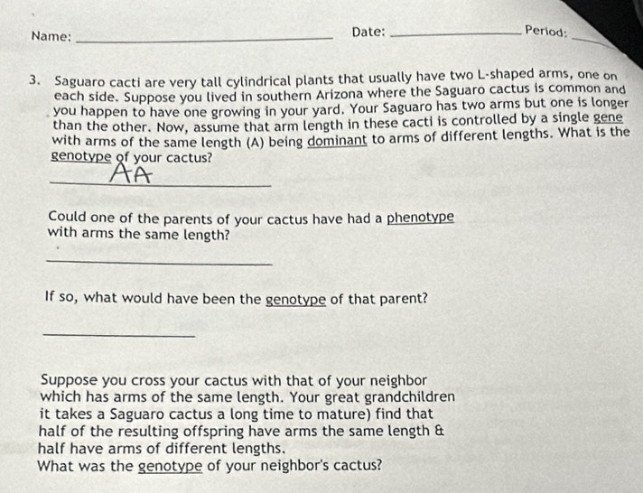Name: _Date:_ 
_ 
Period: 
3. Saguaro cacti are very tall cylindrical plants that usually have two L-shaped arms, one on 
each side. Suppose you lived in southern Arizona where the Saguaro cactus is common and 
you happen to have one growing in your yard. Your Saguaro has two arms but one is longer 
than the other. Now, assume that arm length in these cacti is controlled by a single gene 
with arms of the same length (A) being dominant to arms of different lengths. What is the 
genotype of your cactus? 
_ 
Could one of the parents of your cactus have had a phenotype 
with arms the same length? 
_ 
If so, what would have been the genotype of that parent? 
_ 
Suppose you cross your cactus with that of your neighbor 
which has arms of the same length. Your great grandchildren 
it takes a Saguaro cactus a long time to mature) find that 
half of the resulting offspring have arms the same length & 
half have arms of different lengths. 
What was the genotype of your neighbor's cactus?