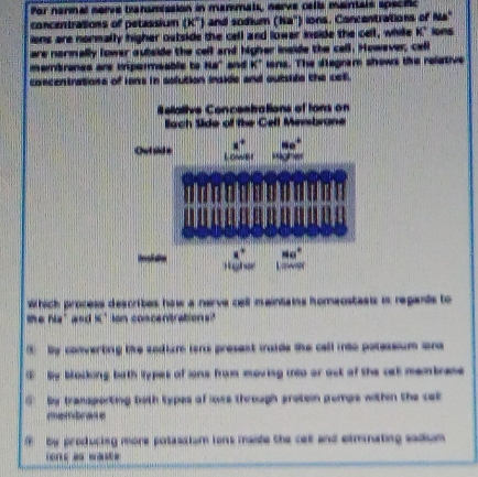 for narmal norve transmisaion in mammats, nerve rells marais specific
concentrations of petassium (K°) and sodium (8a°) ) ions. Concentrations of Na"
iens are normally higher outside the cell and lower inside the cell, while K' lons
are normally lower autside the cell and higher inside the cell. However, cell
membranes are ipermeable to Ha" and K * isns. The diegram shows the relative
concentrations of ions in solution inskle and outsite the cel.
Which process describes how a nerve cell maintais homeostasts in repands to
the ha’and K° lon concentrations?"
③ By converting the sodium isns presest maide the call ito potessium one
④  By bocking both types of ions from moving into or ost of the cet membrase
6 by transporting both types of loss through pretein pomps within the cat 
e  a
by producing more potassium ions maide the cet and etmnating sadium