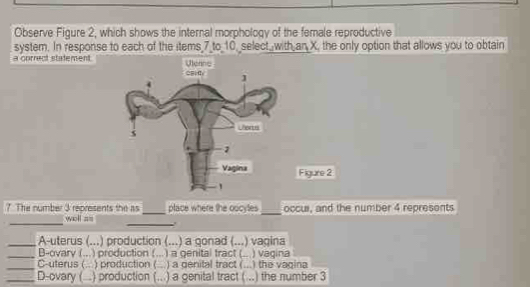 Observe Figure 2, which shows the internal morphology of the female reproductive
system. In response to each of the items 7 to_10,_select,with an X, the only option that allows you to obtain
a correct statement.
Figure 2
7 The number 3 represents the as_ place where the oocytes _occur, and the number 4 represents
_well as _.
_A-uterus (...) production (...) a gonad (... .) vagina
_B-ovary (... ) production ( ) a genital tract ( ) vagina
_C-uterus ( ) production ( ) a genital tract (...) the vagina
_D-ovary ( ) production ( ) a genital tract ( . .) the number 3