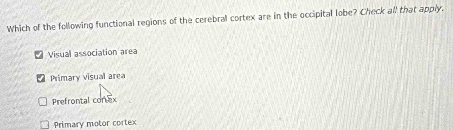 Which of the following functional regions of the cerebral cortex are in the occipital lobe? Check all that apply.
Visual association area
Primary visual area
Prefrontal contex
Primary motor cortex