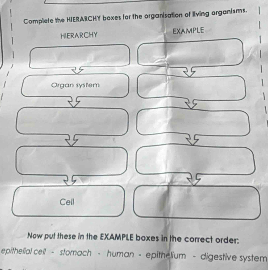 Complete the HIERARCHY boxes for the organisation of living organisms. 
HIERARCHY EXAMPLE 
Organ system 
Cell 
Now put these in the EXAMPLE boxes in the correct order: 
epithelial cell - stomach - human - epithelium - digestive system