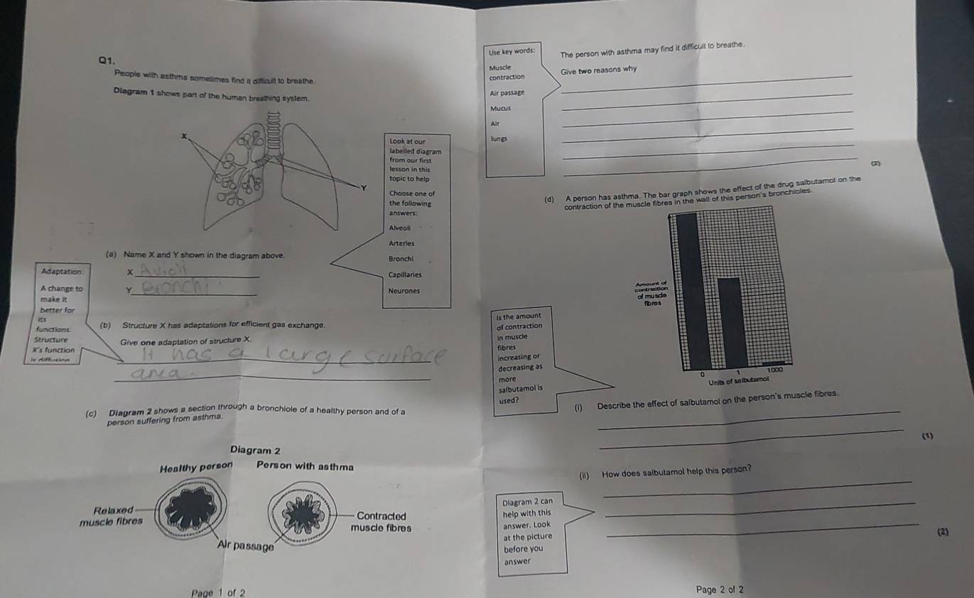 Use key words: The person with asthma may find it difficult to breathe. 
Q1. 
Muscle 
People with asthma sometimes find it difficull to breathe. 
contraction Give two reasons why 
Diagram 1 shows part of the human breathing system. 
Air passage 
Mucus 
_ 
lungs 
_ 
Air 
_ 
_ 
_ 
(2) 
(d) A person has asthma. The bar graph shows the effect of the drug saibutamol on the 
contraction of the muscle fibres in the wall of this person's bronchioles 
(a) Na 
Adactation * 
A change to √ 
make it 
better for 
it 
is the amount 
functions (b) Structure X has adaptations for efficient gas exchange. 
of contraction 
Structure
X 's function Give one adaptation of structure X. 
In muscle 
fibres 
la diffución 
_ 
increasing or 
_ 
decreasing as 
more 
salbutamol is 
used? 
(c) Diagram 2 shows a section through a bronchiole of a healthy person and of a_ 
(1) Describe the effect of salbutamol on the person's muscle fibres 
_ 
person suffering from asthma. 
(1) 
Diagram 2 
_ 
Healthy person Person with asth ma 
(ii) How does salbutamol help this person? 
Diagram 2 can 
help with this 
_ 
answer. Look _(2) 
at the picture 
before you 
answer 
Page 1 of 2 Page 2 of 2