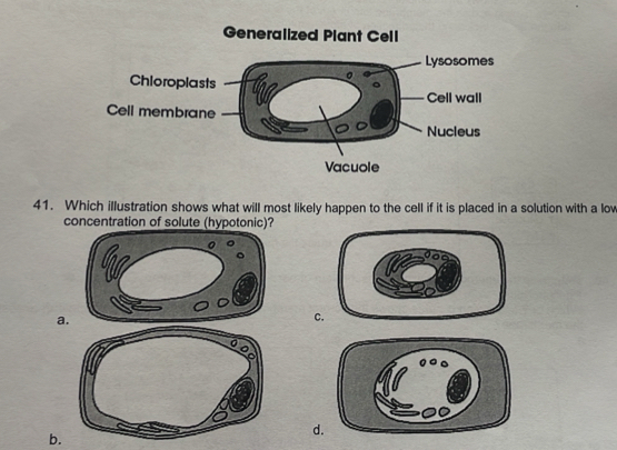 Generalized Plant Cell 
41. Which illustration shows what will most likely happen to the cell if it is placed in a solution with a low 
concentration of solute (hypotonic)? 
a. 
c. 
d. 
b.