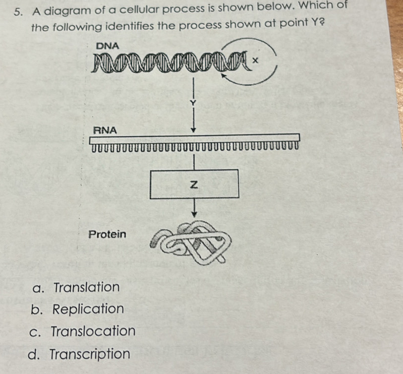 A diagram of a cellular process is shown below. Which of
the following identifies the process shown at point Y?
DNA
+
RNA
Protein
a. Translation
b. Replication
c. Translocation
d. Transcription