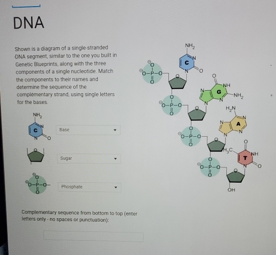 Solved: DNA Shown is a diagram of a single-stranded -DNA segment ...