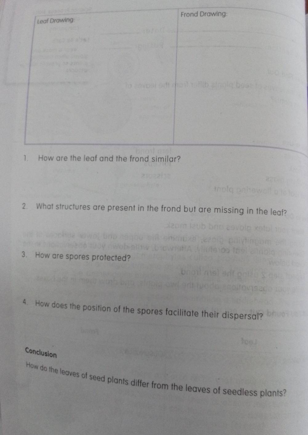 What structures are present in the frond but are missing in the leaf? 
3. How are spores protected? 
4. How does the position of the spores facilitate their dispersal? 
Conclusion 
How do the leaves of seed plants differ from the leaves of seedless plants?