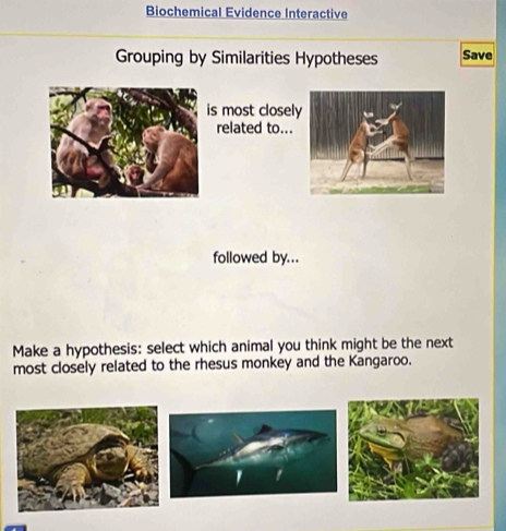 Biochemical Evidence Interactive 
Grouping by Similarities Hypotheses Save 
s most closel 
related to... 
followed by... 
Make a hypothesis: select which animal you think might be the next 
most closely related to the rhesus monkey and the Kangaroo.