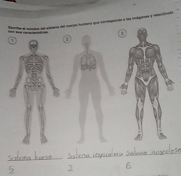 Escribe el nombre del sistema del cuerpo humano que corresponda a las imágenes y relaciónalo 
con sus características. 
2