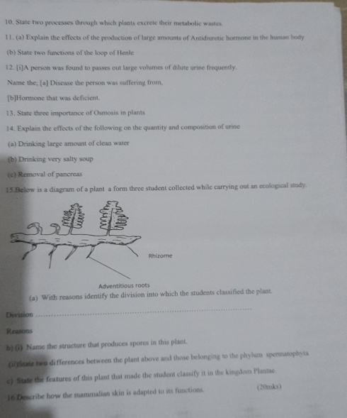 State two processes through which plants excrete their metabolic wastes 
11. (a) Explain the effects of the production of large amounts of Antidiuretic hormone in the human body 
(b) State two functions of the loop of Henle 
12. [i]A person was found to passes out large volumes of dilute urine frequently. 
Name the; [a] Disease the person was suffering from, 
[b]Hormone that was deficient. 
13. State three importance of Osmosis in plants 
14. Explain the effects of the following on the quantity and composition of urine 
(a) Drinking large amount of clean water 
(b) Drinking very salty soup 
(c) Removal of pancreas 
15.Below is a diagram of a plant a form three student collected while carrying out an ecological study. 
Adventitious roots 
(a) With reasons identify the division into which the students classified the plant. 
Division 
_ 
Reasons 
b) (i) Name the structure that produces spores in this plant. 
(ii)State two differences between the plant above and those belonging to the phylum spermatophyta 
c) State the features of this plant that made the student classify it in the kingdom Plantae 
16.Describe how the mammalian skin is adapted to its functions. (20mks)