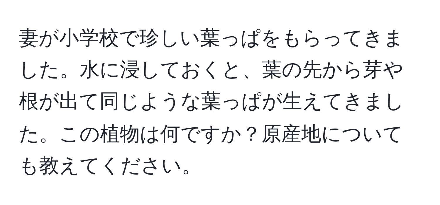 妻が小学校で珍しい葉っぱをもらってきました。水に浸しておくと、葉の先から芽や根が出て同じような葉っぱが生えてきました。この植物は何ですか？原産地についても教えてください。