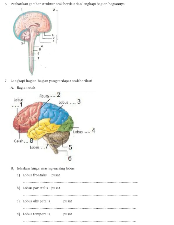 Perhatikan gambar struktur otak berikut dan lengkapi bagian-bagiannya! 
7. Lengkapi bagian-bagian yang terdapat otak berikut! 
A. Bagian otak 
B. Jelaskan fungsi masing-masing lobus: 
a) Lobus frontalis : pusat 
_ 
b) Lobus parietalis : pusat 
_ 
c) Lobus oksipetalis : pusat 
_ 
d) Lobus temporalis : pusat 
_