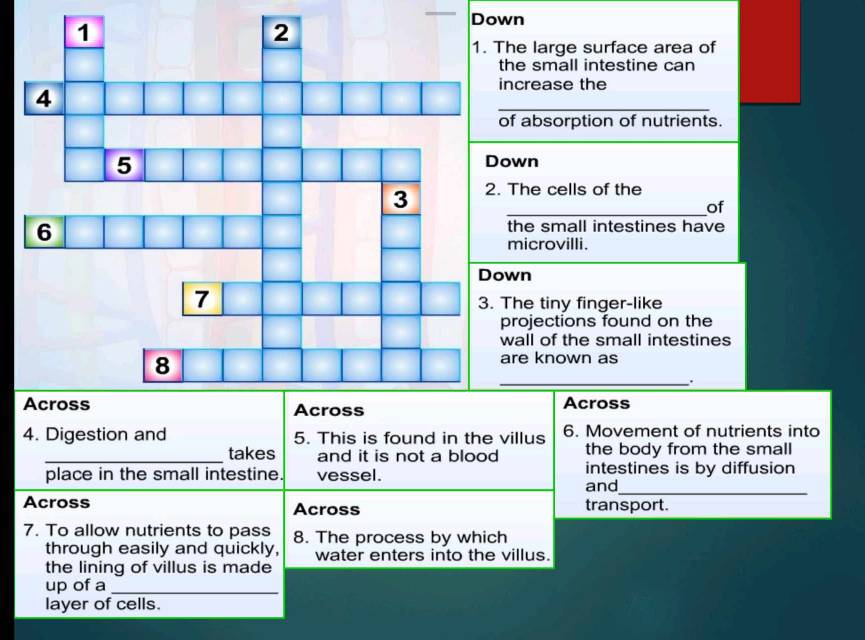 Down 
he large surface area of 
the small intestine can 
increase the 
_ 
of absorption of nutrients. 
own 
_ 
The cells of the 
of 
the small intestines have 
microvilli. 
wn 
The tiny finger-like 
projections found on the 
wall of the small intestines 
are known as 
_. 
Across 
4. Digestion and 5. This is found in the villus 6. Movement of nutrients into 
_takes and it is not a blood the body from the small 
_ 
place in the small intestine. vessel. intestines is by diffusion 
and 
Across Across transport. 
7. To allow nutrients to pass 8. The process by which 
through easily and quickly, water enters into the villus. 
the lining of villus is made 
up of a_ 
layer of cells.