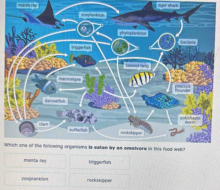 Solved: manta ray tiger shark zooplankton s o phytoplankton bacteria ...