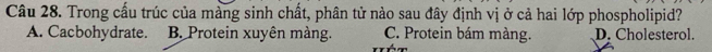 Trong cấu trúc của màng sinh chất, phân tử nào sau đây định vị ở cả hai lớp phospholipid?
A. Cacbohydrate. B. Protein xuyên màng. C. Protein bám màng. D. Cholesterol.