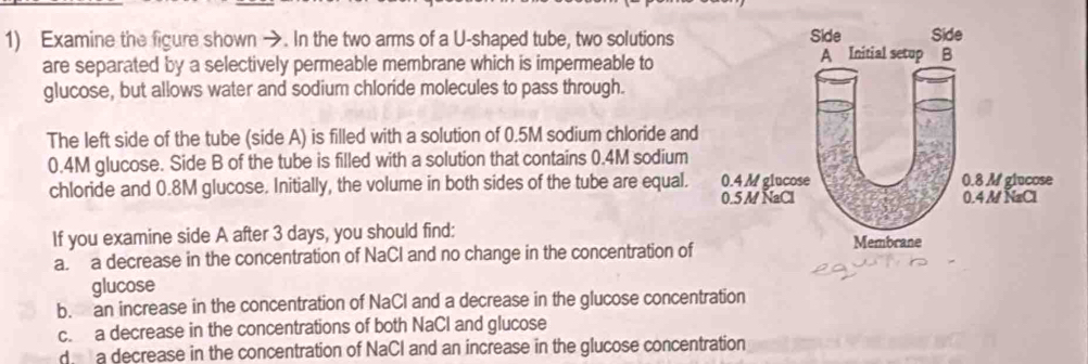 Examine the figure shown →. In the two arms of a U-shaped tube, two solutions
are separated by a selectively permeable membrane which is impermeable to
glucose, but allows water and sodium chloride molecules to pass through.
The left side of the tube (side A) is filled with a solution of 0.5M sodium chloride and
0.4M glucose. Side B of the tube is filled with a solution that contains 0.4M sodium
chloride and 0.8M glucose. Initially, the volume in both sides of the tube are equal.
If you examine side A after 3 days, you should find:
a. a decrease in the concentration of NaCI and no change in the concentration of
glucose
b. an increase in the concentration of NaCl and a decrease in the glucose concentration
c. a decrease in the concentrations of both NaCl and glucose
d a decrease in the concentration of NaCl and an increase in the glucose concentration