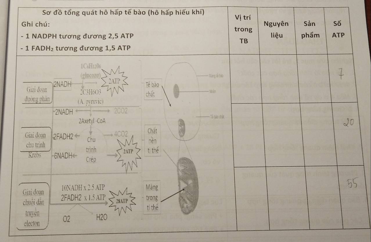 Sơ đồ tổng quát hô hấp tế bào (hô hấp hiếu khí) 
Vị trí 
Ghi chú: trong Nguyên Sản Số
- 1 NADPH tương đương 2,5 ATP liệu phẩm ATP 
TB
- 1 FAD H_2 tương đương 1,5 ATP
1C6H1206
(glucozσ) Màng lễ bào
2NADH 2ATP Tế bào 
Giai đoan * Nhãn 
2C3H6O3 chất 
đường phản (A. pyruvic) 
2NADH 2CO2 
* Tề bào chát 
2Axetyl -CoA 
4CO2 Chát 
Giai đoan 2FADH2 Chu 
chu trình nèn 
Krebs - 6NADH trình 2ATP tị thể 
Crép 
Giai đoan 10NADH x 2.5 ATP Màng 
chuỗi dân 2FADH2 x 1.5 ATP 28ATP trong 
truyền 
ti thể 
electon O2 H2O