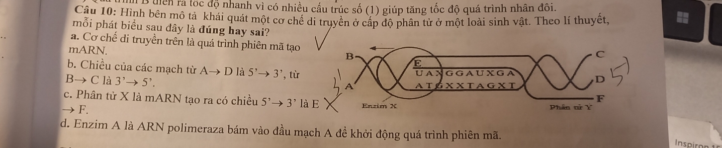 diển rạ tốc độ nhanh vì có nhiều cấu trúc số (1) giúp tăng tốc độ quá trình nhân đôi.
Câu 10: Hình bên mô tả khái quát một cơ chế di truyền ở cấp độ phân tử ở một loài sinh vật. Theo lí thuyết,
mỗi phát biểu sau đây là đúng hay sai?
a. Cơ chế di truyền trên là quá trình phiên mã tạo 
mARN.
b. Chiều của các mạch từ Ato D là 5^,to 3^, , từ 
B→ C là 3^,to 5^,.
c. Phân tử X là mARN tạo ra có chiều 5^,to 3^, là
F.
d. Enzim A là ARN polimeraza bám vào đầu mạch A để khởi động quá trình phiên mã.
Inspiro n