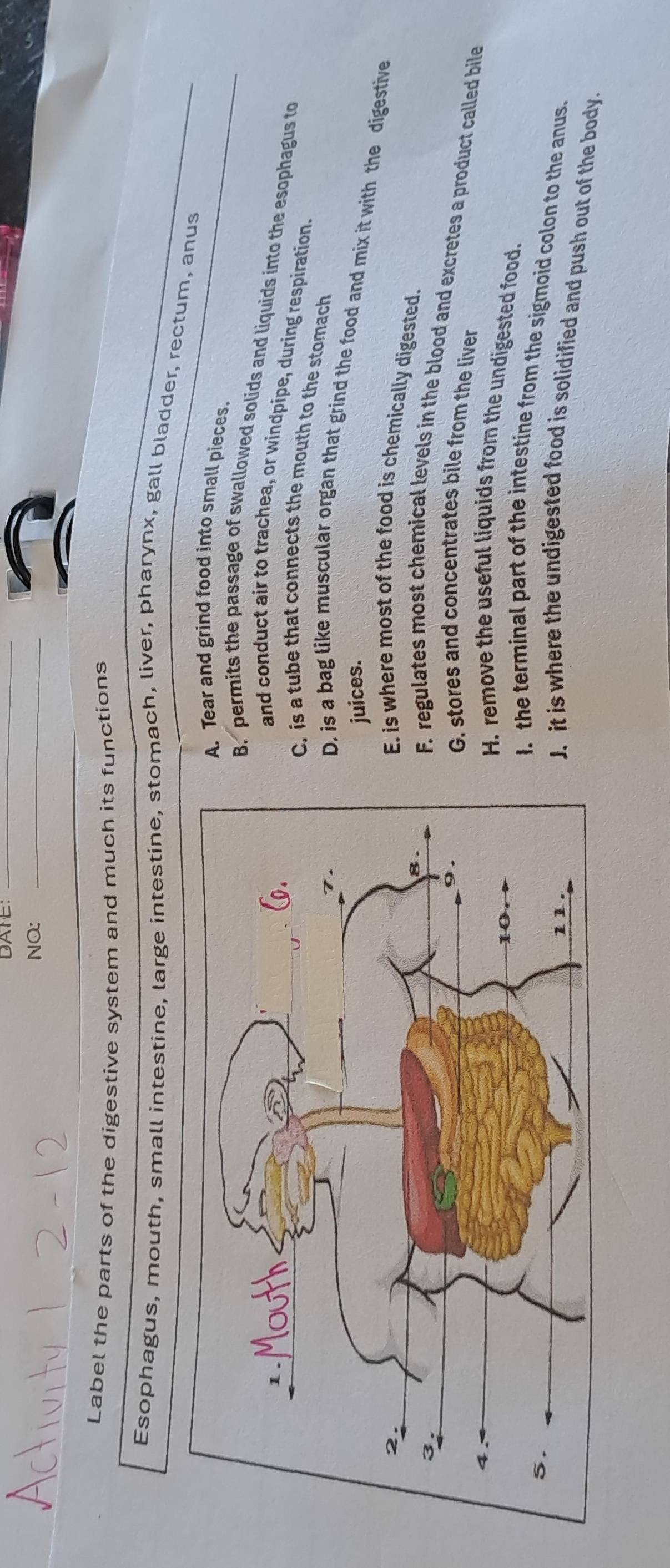 DATE:_
NQ:_
Label the parts of the digestive system and much its functions
Esophagus, mouth, small intestine, large intestine, stomach, liver, pharynx, gall bladder, rectum, anus
Tear and grind food into small pieces.
permits the passage of swallowed solids and liquids into the esophagus to
and conduct air to trachea, or windpipe, during respiration.
is a tube that connects the mouth to the stomach. is a bag like muscular organ that grind the food and mix it with the digestive
juices.
is where most of the food is chemically digested.. regulates most chemical levels in the blood and excretes a product called bile. stores and concentrates bile from the liver. remove the useful liquids from the undigested food.
the terminal part of the intestine from the sigmoid colon to the anus.
it is where the undigested food is solidified and push out of the body.