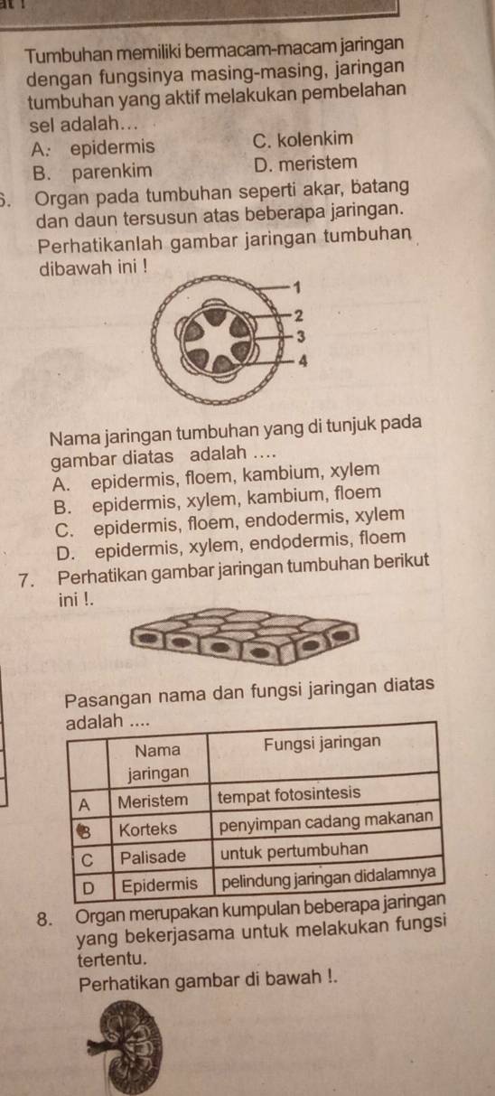 Tumbuhan memiliki bermacam-macam jaringan
dengan fungsinya masing-masing, jaringan
tumbuhan yang aktif melakukan pembelahan
sel adalah...
A. epidermis C. kolenkim
B. parenkim D. meristem
6. Organ pada tumbuhan seperti akar, batang
dan daun tersusun atas beberapa jaringan.
Perhatikanlah gambar jaringan tumbuhan
dibawah ini !
Nama jaringan tumbuhan yang di tunjuk pada
gambar diatas adalah ….
A. epidermis, floem, kambium, xylem
B. epidermis, xylem, kambium, floem
C. epidermis, floem, endodermis, xylem
D. epidermis, xylem, endodermis, floem
7. Perhatikan gambar jaringan tumbuhan berikut
ini !
Pasangan nama dan fungsi jaringan diatas
8. Organ merupakan kumpulan 
yang bekerjasama untuk melakukan fungsi
tertentu.
Perhatikan gambar di bawah !.