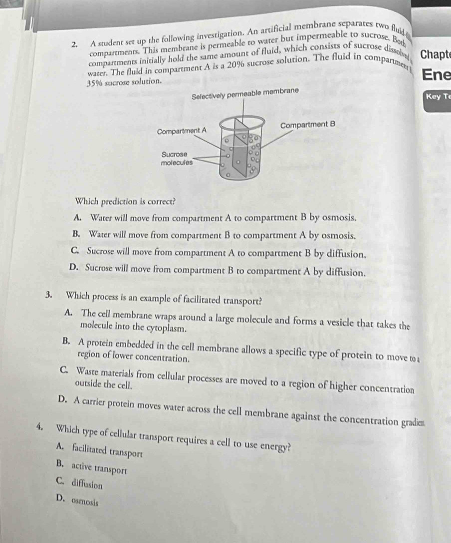 A student set up the following investigation. An artificial membrane separates two fluid
compartments. This membrane is permeable to water but impermeable to sucrose. Both
compartments initially hold the same amount of fluid, which consists of sucrose dissolve Chapt
water. The fluid in compartment A is a 20% sucrose solution. The fluid in compartment Ene
35% sucrose solution.
Key T
Which prediction is correct?
A. Water will move from compartment A to compartment B by osmosis.
B. Water will move from compartment B to compartment A by osmosis.
C. Sucrose will move from compartment A to compartment B by diffusion.
D. Sucrose will move from compartment B to compartment A by diffusion.
3. Which process is an example of facilitated transport?
A. The cell membrane wraps around a large molecule and forms a vesicle that takes the
molecule into the cytoplasm.
B. A protein embedded in the cell membrane allows a specific type of protein to move to a
region of lower concentration.
C. Waste materials from cellular processes are moved to a region of higher concentration
outside the cell.
D. A carrier protein moves water across the cell membrane against the concentration gradiem
4. Which type of cellular transport requires a cell to use energy?
A. facilitated transport
B. active transport
C. diffusion
D. osmosis