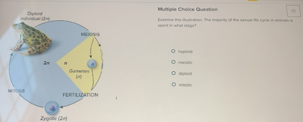 Examine this illustration. The majority of the sexual life cycle in animals is
spent in what stage?
haploid
meiotic
diploid
mitotic
Zygote (2n)