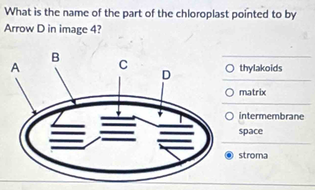 What is the name of the part of the chloroplast pointed to by
Arrow D in image 4?
thylakoids
matrix
intermembrane
space
stroma