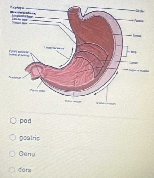 pod
gastric
Genu
dors