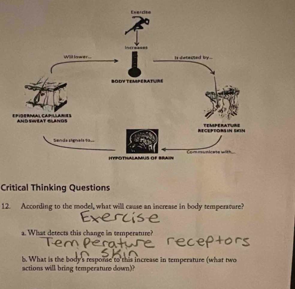 Critical Thinking Questions 
12. According to the model, what will cause an increase in body temperature? 
a. What detects this change in temperature? 
b. What is the body's response to this increase in temperature (what two 
actions will bring temperature down)?