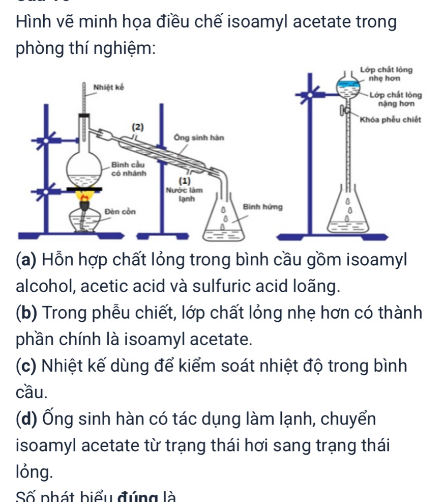 Hình vẽ minh họa điều chế isoamyl acetate trong 
phòng thí nghiệm: 
(a) Hỗn hợp chất lỏng trong bình cầu gồm isoamyl 
alcohol, acetic acid và sulfuric acid loãng. 
(b) Trong phễu chiết, lớp chất lỏng nhẹ hơn có thành 
phần chính là isoamyl acetate. 
(c) Nhiệt kế dùng để kiểm soát nhiệt độ trong bình 
cầu. 
(d) Ống sinh hàn có tác dụng làm lạnh, chuyển 
isoamyl acetate từ trạng thái hơi sang trạng thái 
lỏng. 
Số phát biểu đúng là