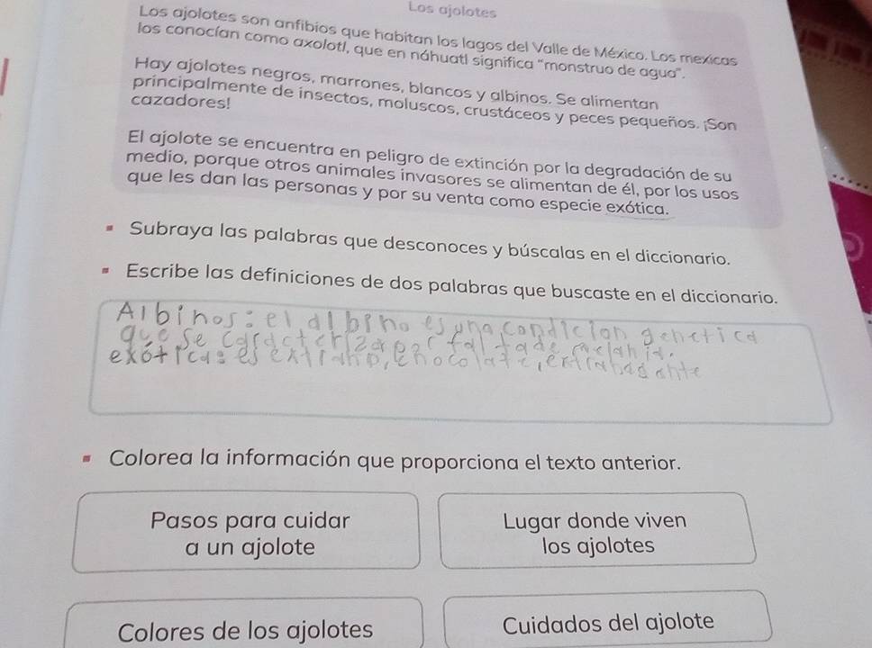 Los ajolotes 
Los ajolotes son anfibios que habitan los lagos del Valle de México. Los mexicas 
los conocían como axolotl, que en náhuatl significa "monstruo de agua". 
Hay ajolotes negros, marrones, blancos y albinos. Se alimentan 
cazadores! 
principalmente de insectos, moluscos, crustáceos y peces pequeños. ¡Son 
El ajolote se encuentra en peligro de extinción por la degradación de su 
medio, porque otros animales invasores se alimentan de él, por los usos 
que les dan las personas y por su venta como especie exótica. 
Subraya las palabras que desconoces y búscalas en el diccionario. 
Escribe las definiciones de dos palabras que buscaste en el diccionario. 
Colorea la información que proporciona el texto anterior. 
Pasos para cuidar Lugar donde viven 
a un ajolote los ajolotes 
Colores de los ajolotes Cuidados del ajolote