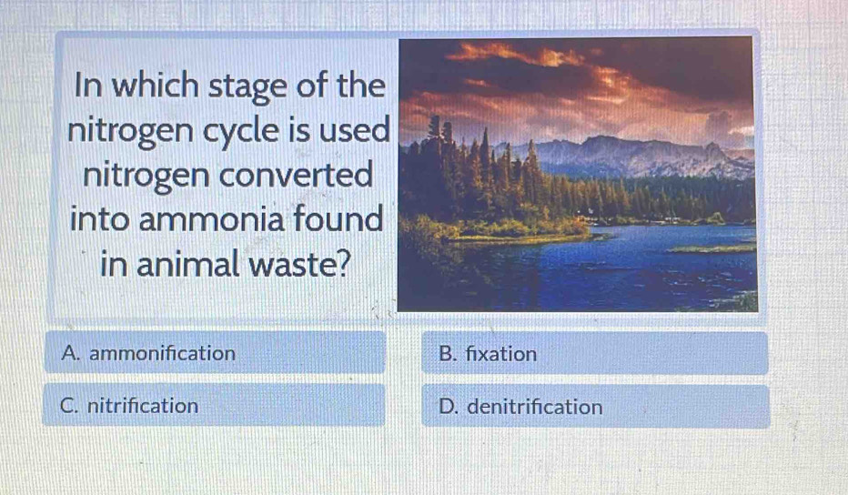 In which stage of the
nitrogen cycle is use
nitrogen converted
into ammonia found
in animal waste?
A. ammonification B. fixation
C. nitrification D. denitrifcation