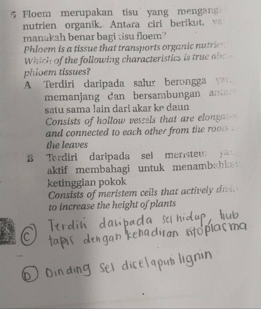 Floem merupakan tisu yang mengan
nutrien organik. Antara ciri berikut, y
manakah benar bagi tisu floem?
Phloem is a tissue that transports organic nutrien?
Which of the following characteristics is tru o 
phioem tissues?
A Terdiri daripada salur berongga ya
memanjang dan bersambungan antar 
satu sama lain dari akar ke daun 
Consists of hollow vessels that are elongate
and connected to each other from the roo t t 
the leaves
B Terdiri daripada sel meristem 
aktif membahagi untuk menambahka v 
ketinggian pokok
Consists of meristem cells that actively divie 
to increase the height of plants