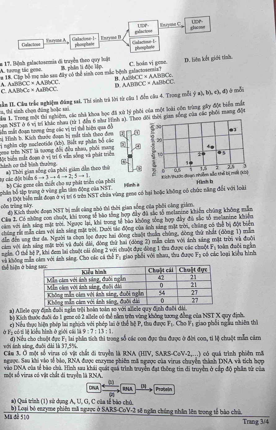 IIDP. Enzyme C UDP-
galactose glucose
Galactose Enzyme A Galactose-1- Enzyme B
phosphate Galactose-1-
phosphate
u 17. Bệnh galactosemia di truyền theo quy luật
A. tương tác gene. B. phân li độc lập. C. hoán vị gene. D. liên kết giới tính.
au 18. Cặp bố mẹ nào sau đây có thể sinh con mắc bệnh galactosemia?
B. AaBbCC* AABBC C
A. A aBBCC* AABbCC. C* AaBbCC
D. AABE
C. AABbCc c* AaBbCC.
Hần II. Câu trắc nghiệm đúng sai. Thí sinh trả lời từ câu 1 đến câu 4. Trong mỗi ý a), b), c), d) ở mỗi
âu 1. Trong một thí nghiệm, các nhà khoa học đã xử lý phôi của một loài côn trùng gây đột biến mất
tu, thí sinh chọn đúng hoặc sai.
oạn NST ở 6 vị trí khác nhau (từ 1 đến 6 như Hình a). Theo dõi thời gian sống của các phối mang đột
mễn mất đoạn tương ứng các vị trí thể hiện qua đồ
30
hị Hình b. Kích thước đoạn bị mất tính theo đơn 1
3
ị nghìn cặp nucleotide (kb). Biết sự phân bố các
20
gene trên NST là tương đối đều nhau, phối mang 3
40
đột biến mất đoạn ở vị trí 6 vẫn sống và phát triển
10
2 ●5
thành cơ thể bình thường.
6
1
a) Thời gian sống của phôi giảm dần theo thứ 5 0 0,5 1 1,5 2 2,5 3
tự các đột biển 6to 3to 4to 2;5to 1.
b) Các gene cần thiết cho sự phát triển của phôi Kích thước đoạn nhiễm Hình b sắc thể bị mất (kb)
phân bố tập trung ở vùng gần tâm động của NST. Hình a
c) Đột biến mất đoạn ở vị trí 6 trên NST chứa vùng gene có hại hoặc không có chức năng đối với loài
côn trùng này
d) Kích thước đoạn NST bị mất cảng nhỏ thì thời gian sống của phội cảng giảm.
Câu 2. Có những con chuột, khi trong tế bào tổng hợp đầy đủ sắc tố melanine khiến chúng không mẫn
vcảm với ánh sáng mặt trời. Ngược lại, khi trong tế bào không tổng hợp đầy đủ sắc tố melanine khiến
chúng rất mẫn cảm với ánh sáng mặt trời. Dưới tác động của ánh sáng mặt trời, chúng có thể bị đột biến
dẫn đến ung thư da. Người ta chọn lọc được hai dòng chuột thuần chủng, dòng thứ nhất (dòng 1) mẫn
vảm với ánh sáng mặt trời và đuôi dài, dòng thứ hai (dòng 2) mẫn cảm với ánh sáng mặt trời và đuôi
ngắn. Ở thế hệ P, khi đem lai chuột cái dòng 2 với chuột đực dòng 1 thu được các chuột F_1 toàn đuội ngắn
và không mẫn cảm với ánh sáng. Cho các cá thể F_1 giao phối với nhau, thu được F_2 có các loại kiểu hình
thể hiện ở b
a) Allele quy định đuôi ngắn trội hoàn toàn so với allele quy định đuôi dài.
b) Kích thước đuôi do 1 gene có 2 allele có thể nằm trên vùng không tương đồng của NST X quy định.
c) Nếu thực hiện phép lai nghịch với phép lai ở thế hệ P, thu được F_1. Cho F_1 giao phối ngẫu nhiên thì
a F_2 có tị lệ kiểu hình ở giới cái là 9:7:13:1.
d) Nếu cho chuột đực F_1 lai phân tích thì trong số các con đực thu được ở đời con, tỉ lệ chuột mẫn cảm
với ánh sáng, đuôi dài là 37,5%.
Câu 3. Ở một số virus có vật chất di truyền là RNA (HIV, SARS-CoV-2,...) có quá trình phiên mã
ngược. Sau khi vào tế bào, RNA được enzyme phiên mã ngược của virus chuyển thành DNA và tích hợp
vào DNA của tế bào chủ. Hình sau khái quát quá trình truyền đạt thông tin di truyền ở cấp độ phân tử của
một số virus có vật chất di truyền là RNA.
(1)
DNA RNA (3) Protein
(2)
a) Quá trình (1) sử dụng A, U, G, C của tế bào chủ.
b) Loại bỏ enzyme phiên mã ngược ở SARS-CoV-2 sẽ ngăn chúng nhân lên trong tế bào chủ.
Mã đề 510
Trang 3/4